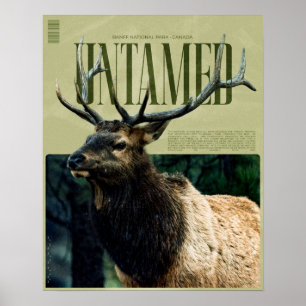 Poster Cartaz de Alce do Parque Nacional Banff Indomado