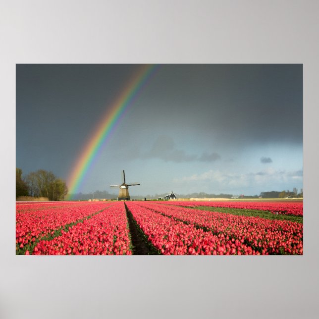 Poster Cartaz de arco-íris, tulipas e moinho de vento (Frente)