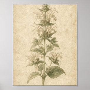 Poster Cartaz de Arte Botânica da Flor de Bálsamo de Abel