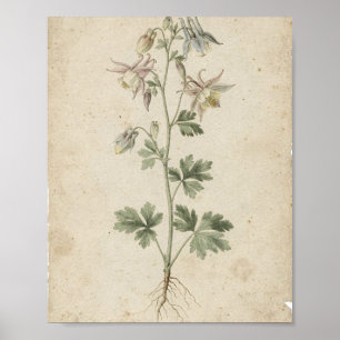 Poster Cartaz de Arte Botânica de Flores de Columbine