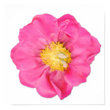 Cartaz de Arte Botânica Flor de Peônia Rosa