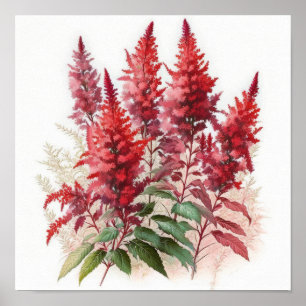 Poster Cartaz de Arte de Flor de Astilbe Vermelha