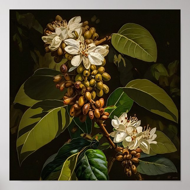 Poster Cartaz de Arte de Flores de Café Branco (Frente)
