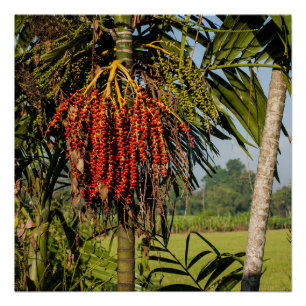 Pôster Cartaz de Arte de Fruta de Palmeira Tropical de Ba