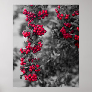 Poster Cartaz de Arte de Parede de Fruta de Pyracantha