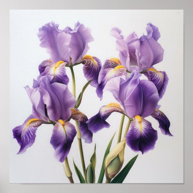 Poster Cartaz de Arte Floral de Íris Roxo (Frente)