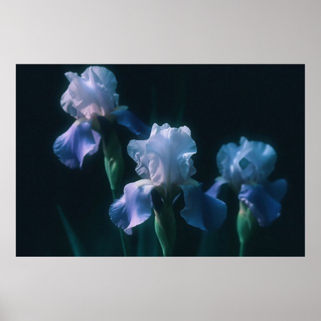 Poster Cartaz de Arte Floral Íris Azul (Frente)