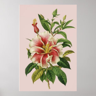 Poster Cartaz de Arte Moderna de Flor II