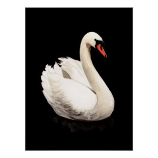 Pôster Cartaz de Arte Vintage Cisne Branco