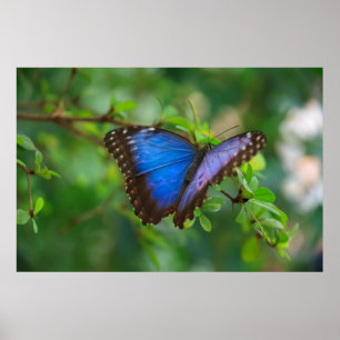 Poster Cartaz de Borboleta Azul