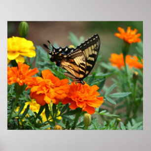 Pôster Cartaz de Borboleta em Flores Laranjas e Amarelas