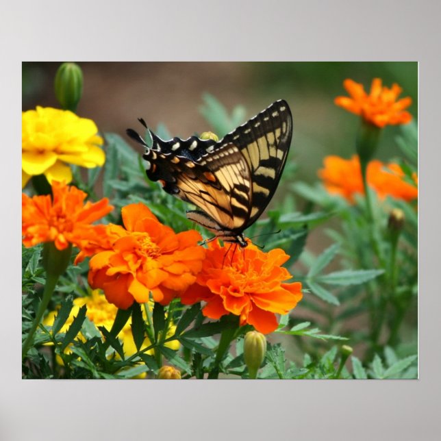 Pôster Cartaz de Borboleta em Flores Laranjas e Amarelas (Frente)