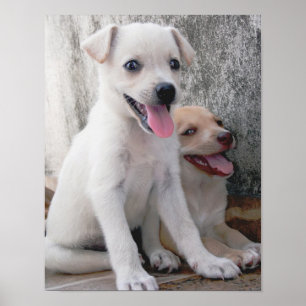 Pôster Cartaz de Cachorrinho Branco Fofo