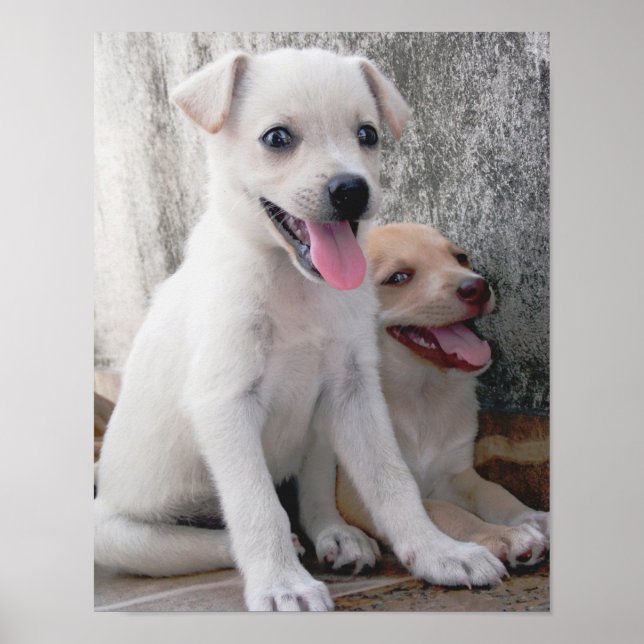Pôster Cartaz de Cachorrinho Branco Fofo (Frente)