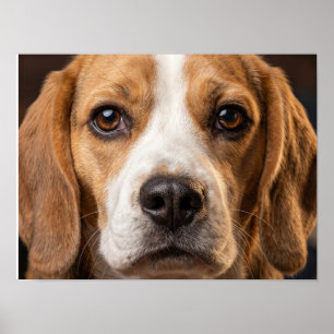 Poster cartaz de cachorro Beagle adorável