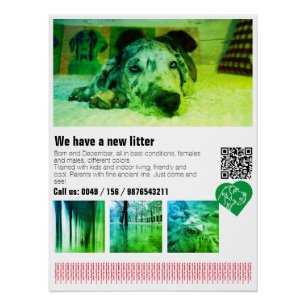 Pôster Cartaz de Cachorro Filhote Dane Designer