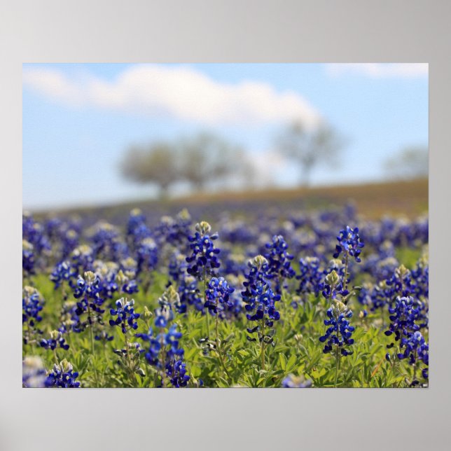 Pôster Cartaz de Campo de Bluebonnets (Frente)