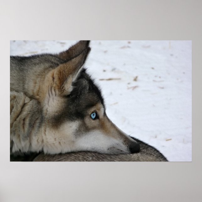 Pôster Cartaz de cão husky com olhos azuis (Frente)