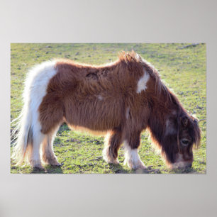 Poster Cartaz de Cavalo Miniatura