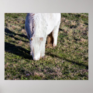 Poster Cartaz de Cavalo Miniatura