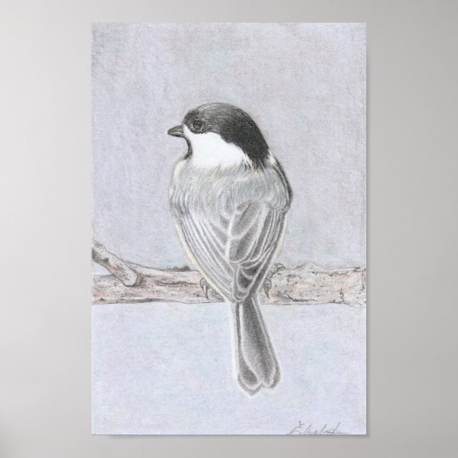Poster Cartaz de Chickadee de Capuz Preto (Frente)