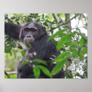Poster Cartaz de Chimpanzé