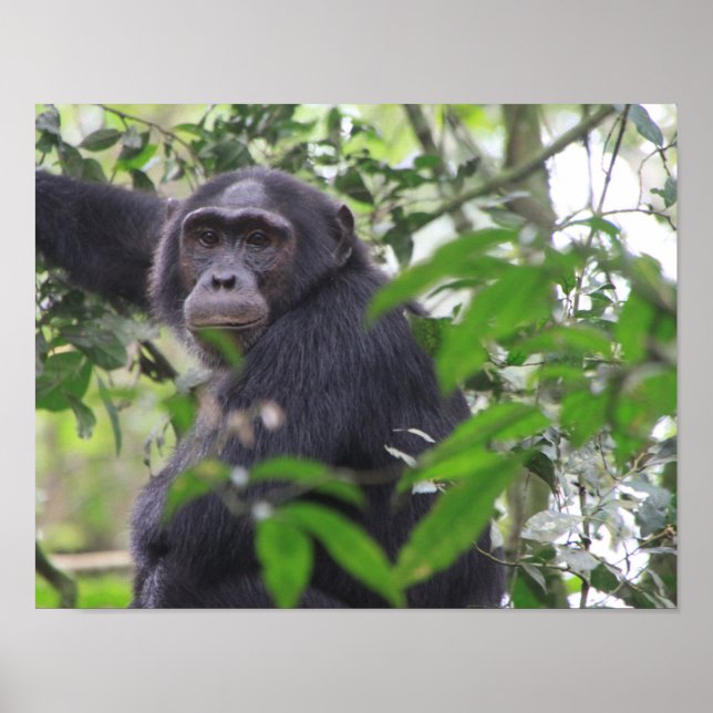 Poster Cartaz de Chimpanzé (Frente)