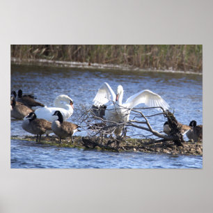 Poster Cartaz de Cisnes e Gansos-do-Canadá