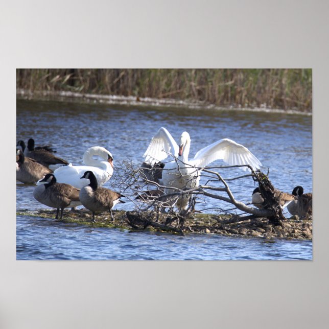 Poster Cartaz de Cisnes e Gansos-do-Canadá (Frente)