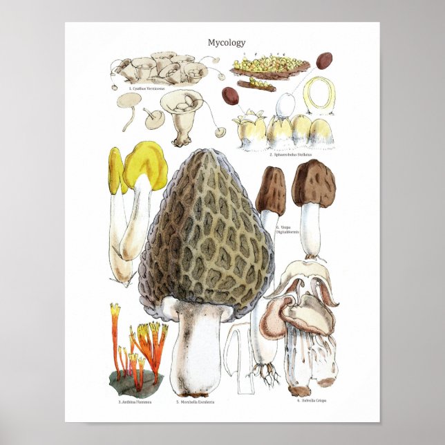 Poster Cartaz de Cogumelo Morel (Frente)