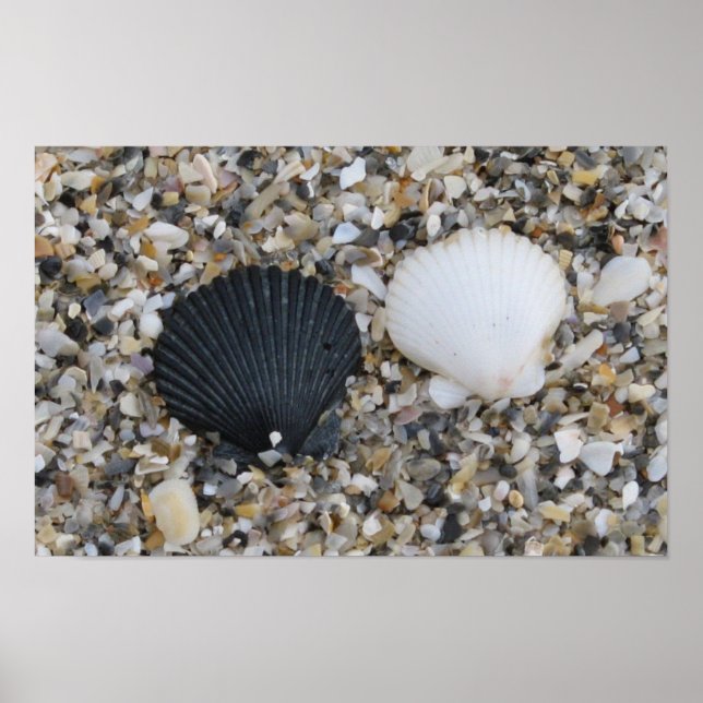 Poster Cartaz de conchas marinhas pretas e brancas (Frente)