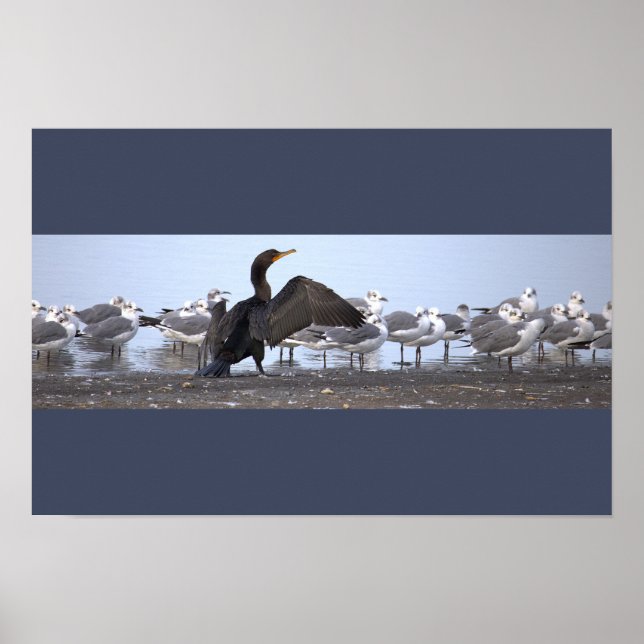 Poster Cartaz de Cormorão com Gaivotas (Frente)