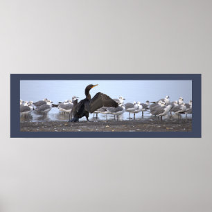Poster Cartaz de Cormorão com Gaivotas