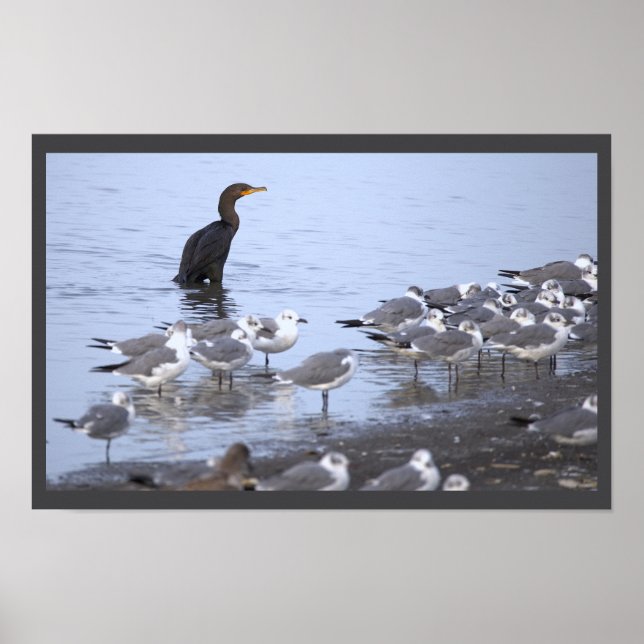 Poster Cartaz de Cormorão com Gaivotas  (Frente)