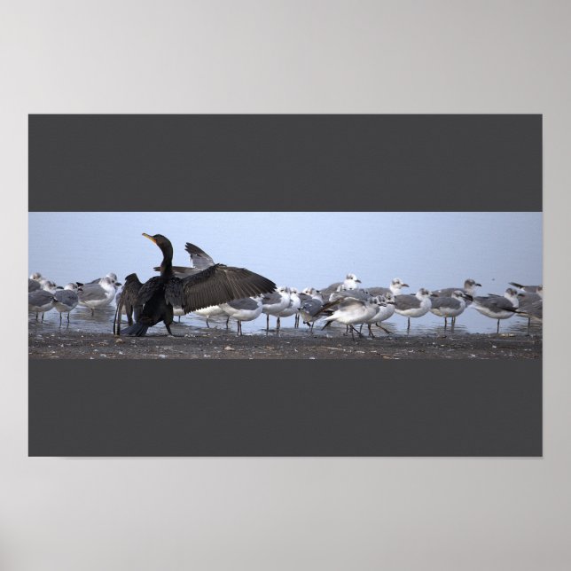 Poster Cartaz de Cormorão com Gaivotas  (Frente)
