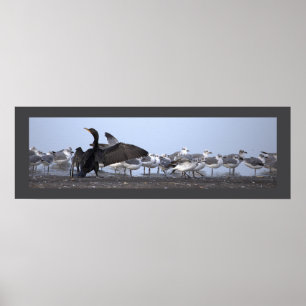 Poster Cartaz de Cormorão com Gaivotas