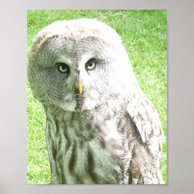 Poster Cartaz de Coruja Curiosa (Frente)