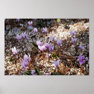 Poster Cartaz de Cyclamen