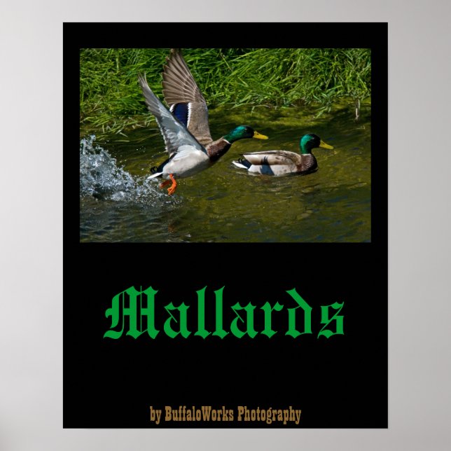 Poster Cartaz de decolagem de pato-real (Frente)