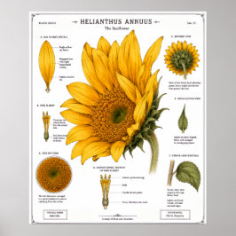 Poster Cartaz de Diagrama de Anatomia Floral | Floral Vin