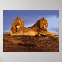 Poster Cartaz de Dois Leões Machos