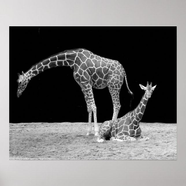 Poster Cartaz de Duas Girafas em Preto e Branco (Frente)