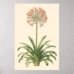 Poster Cartaz de Estudo Botânico de Agapanthus