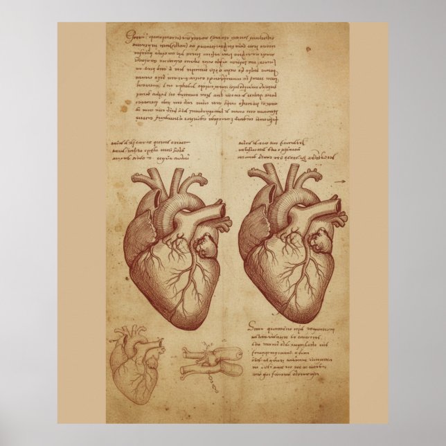 Poster Cartaz de Estudo Científico da Anatomia do Coração (Frente)