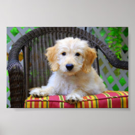 Poster Cartaz de Filhote de Golden Doodle
