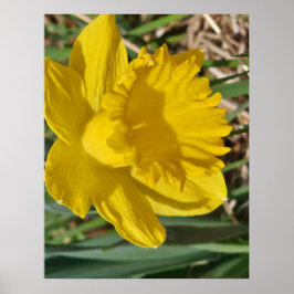 Poster Cartaz de flor amarela