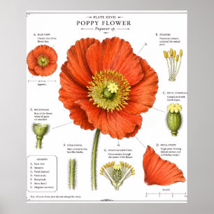 Poster Cartaz de Flor Botânica Arte Floral Vintage