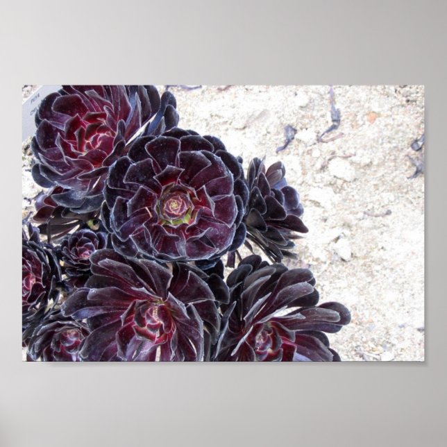 Pôster cartaz de flor de aeonium em rochas secas (Frente)