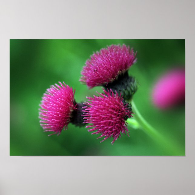 Poster Cartaz de flor de cardo (Frente)
