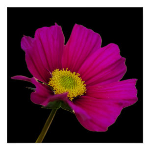 Pôster Cartaz de Flor de Cosmos